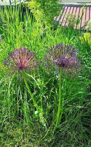 La Dragonne, Centre De Belleme, Maison Entierement Equipee, Jardin, Vue Foret * 贝莱姆